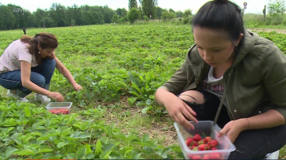 3. 6. 2018 ZPRÁVY: JAHODOVÁ SEZONA ZAČALA DÍKY TEPLÉMU POČASÍ O TÝDNY DŘÍV